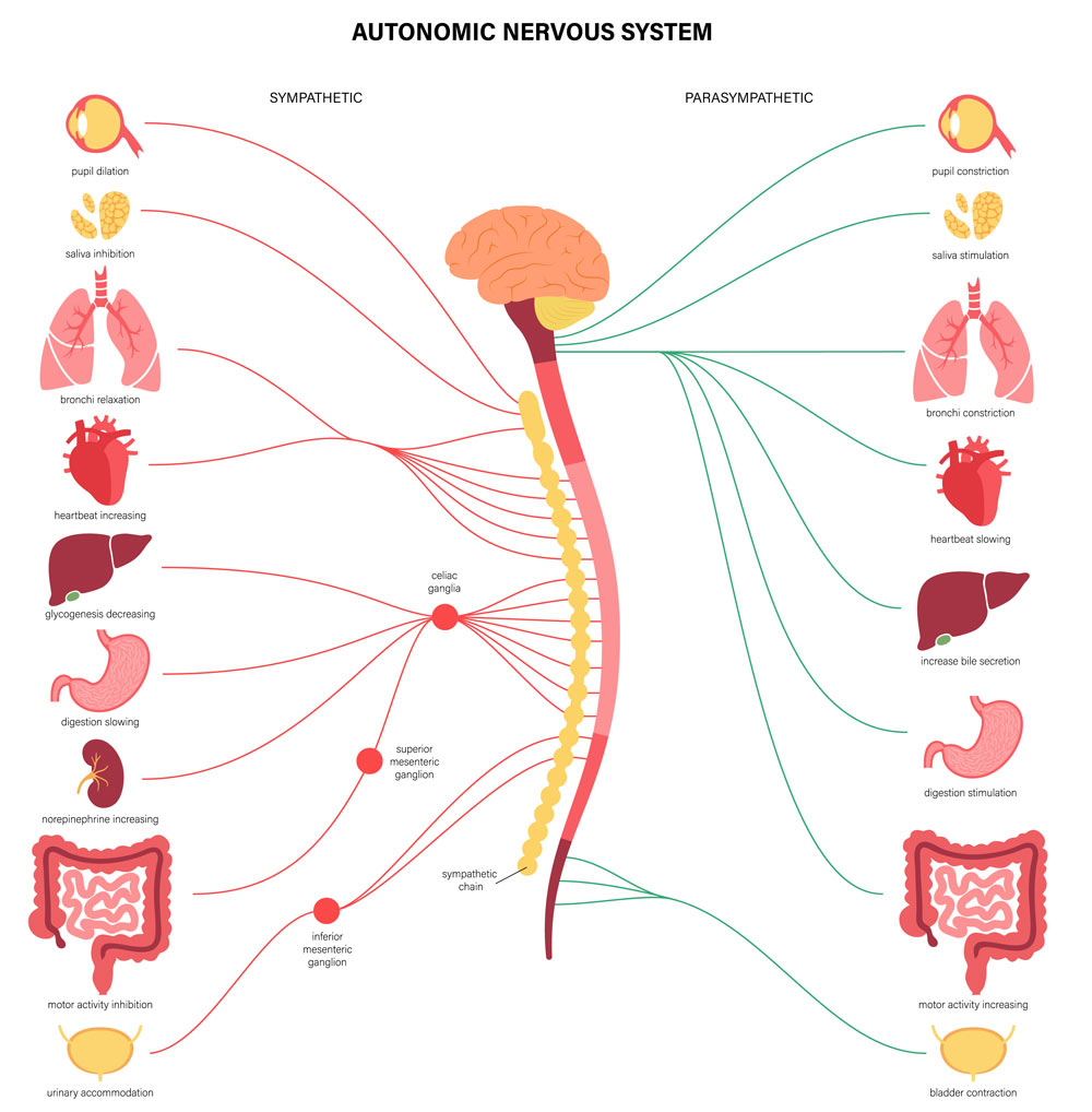 Autopsies Prove Chiropractic Works