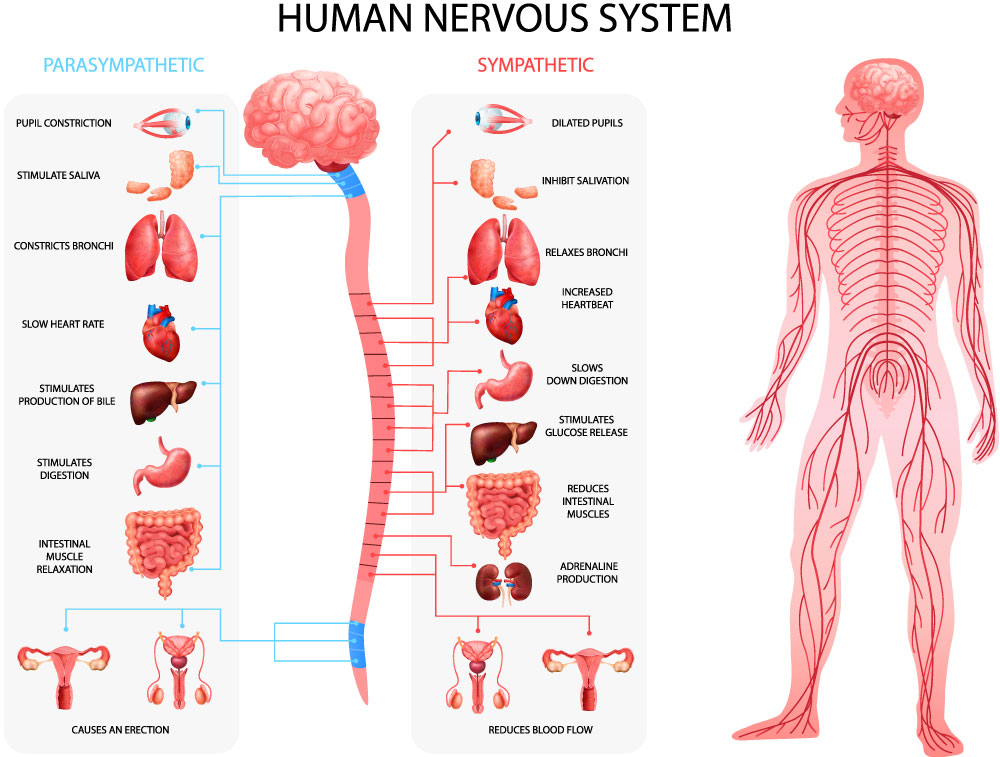 Internal Organs and Chiropractic Care