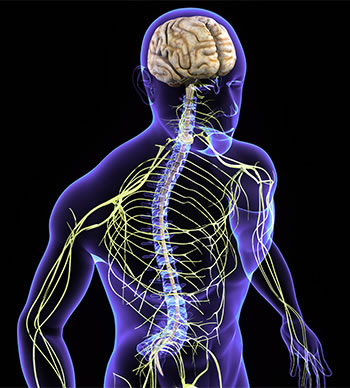 Nervous System Care Chiropractic