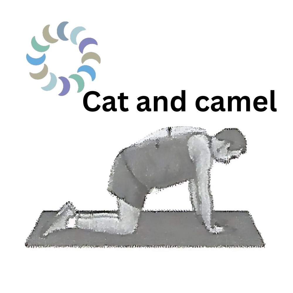 Dr. Lombardozzi recommends Cat and camel